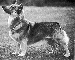 Image of Norsled Minka Of Hurstfield