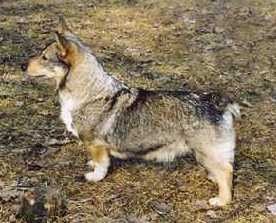 Image of Kamomilla