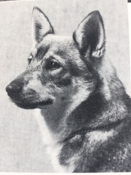 Image of Norsled Dinkum