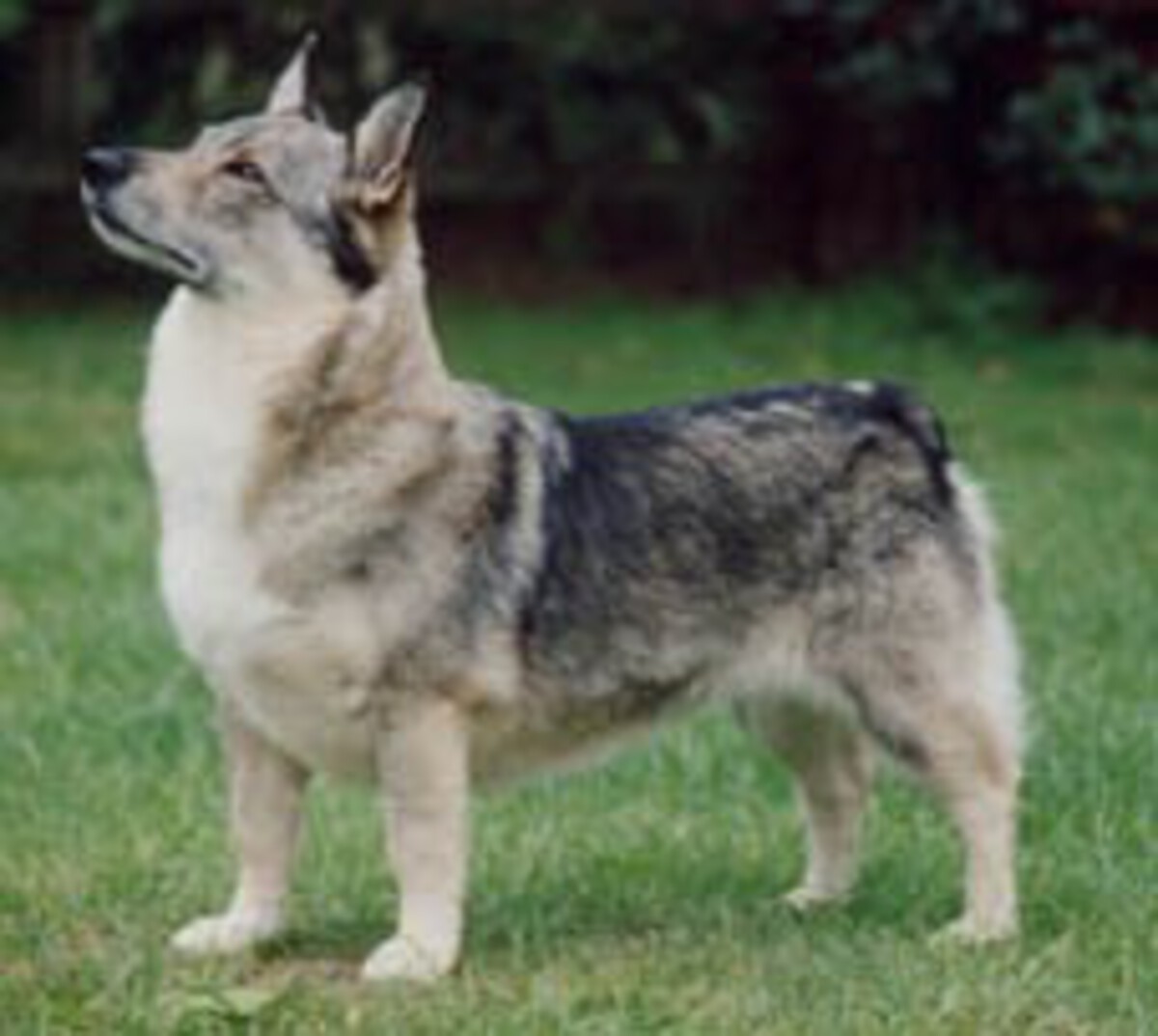 Image of Hurstfield Beth