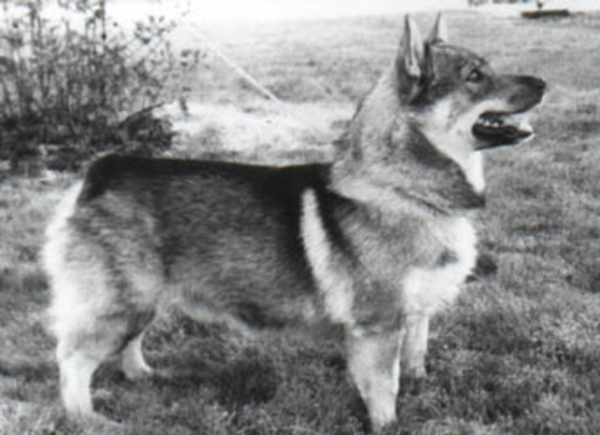 Image of Riavallens Snoddas