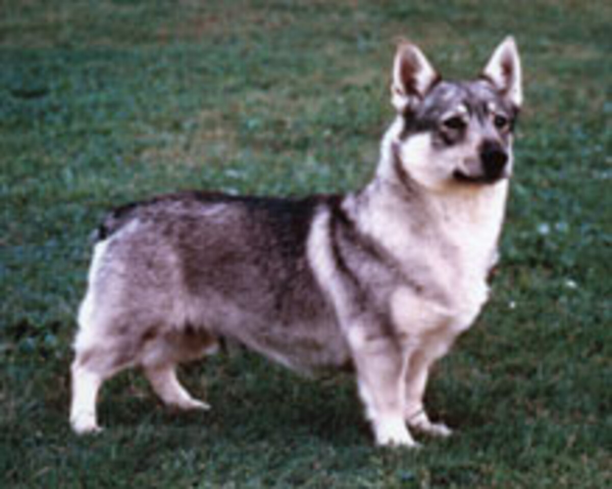 Image of Heds Cajsa De Lux