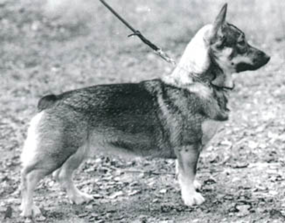 Image of Boeråsens Bergafrigga