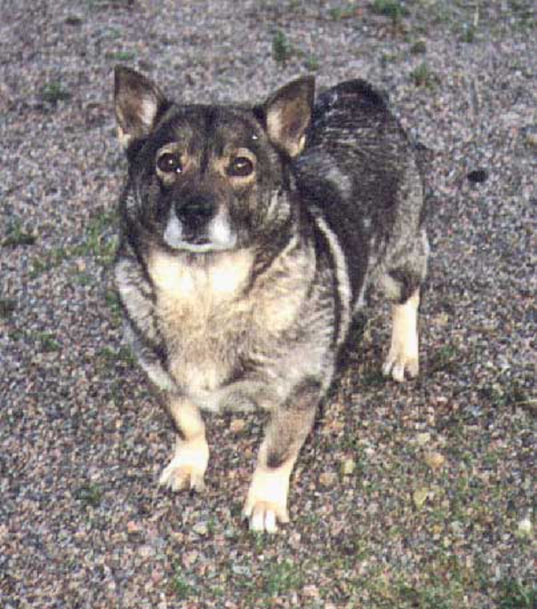 Image of Nolgårdens Inez