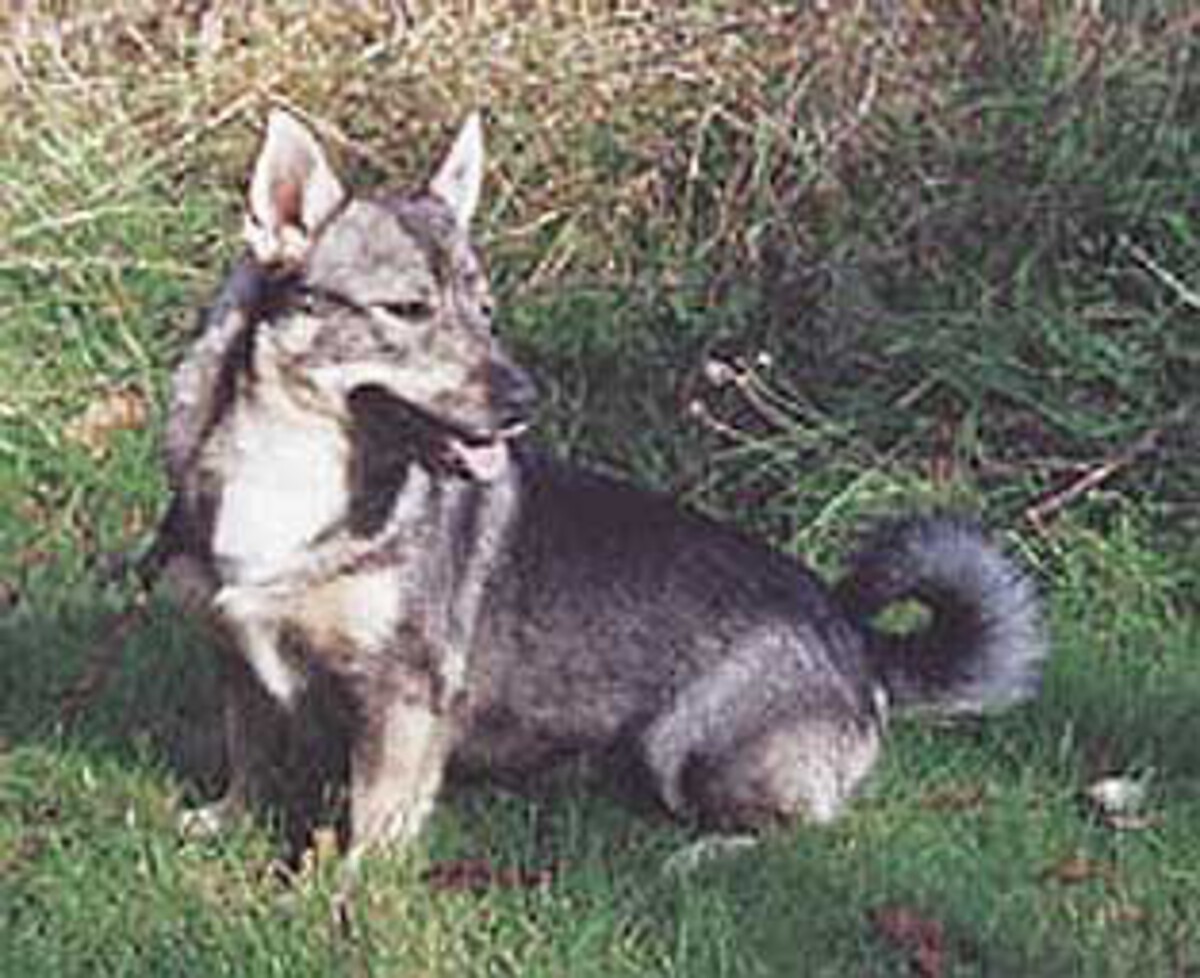 Image of Heds Daga De Lux