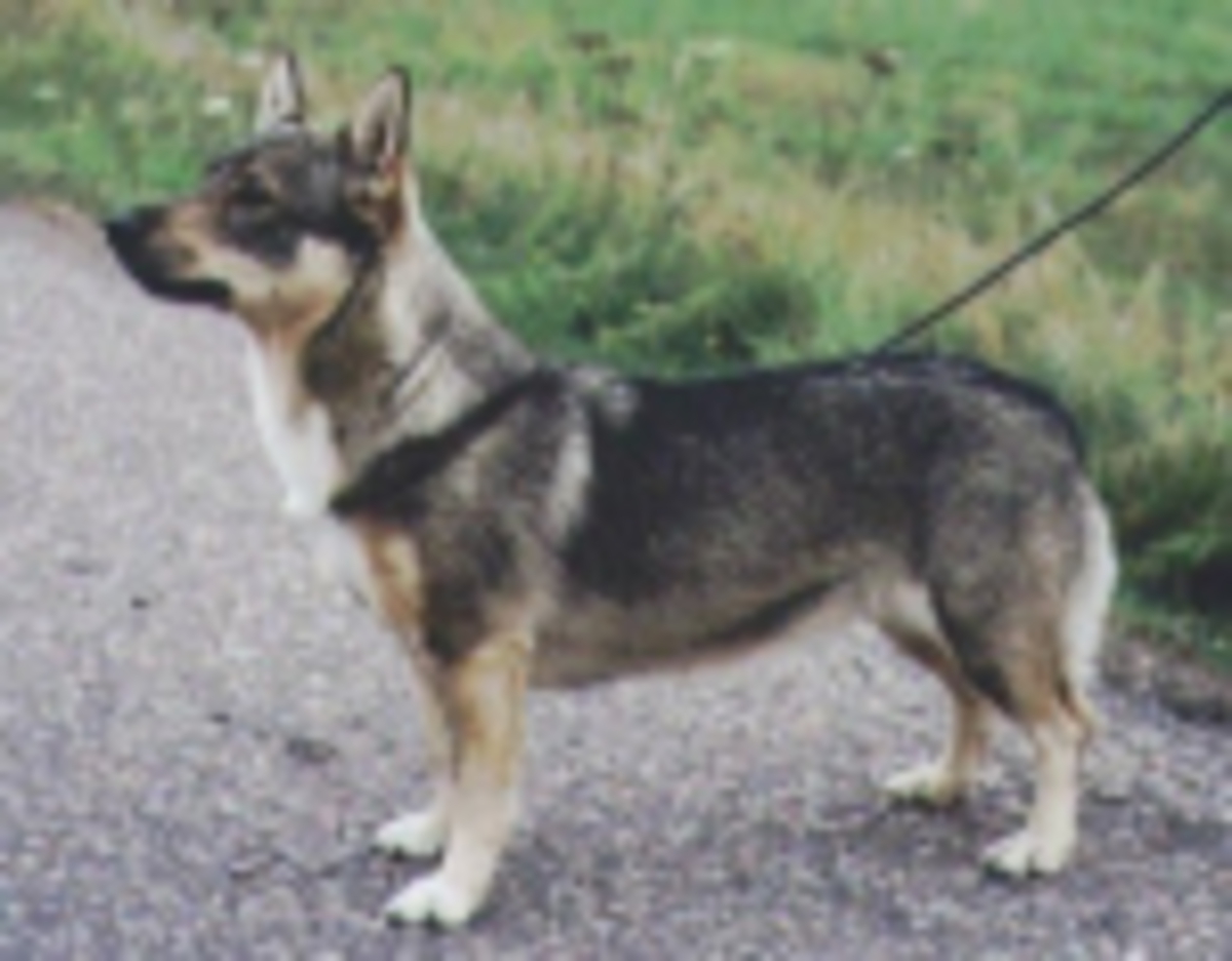 Image of Lejondalens Bibbi