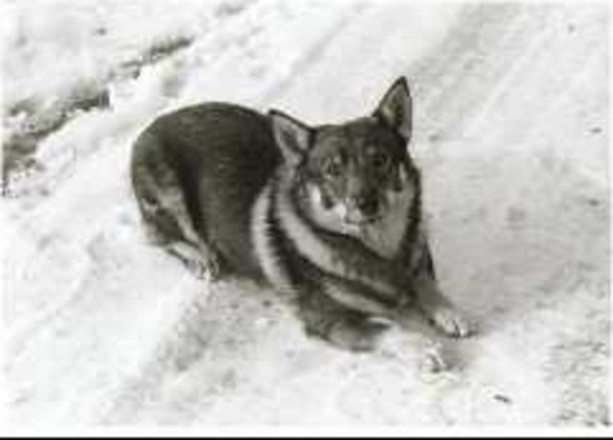 Image of Jampen S03871/72