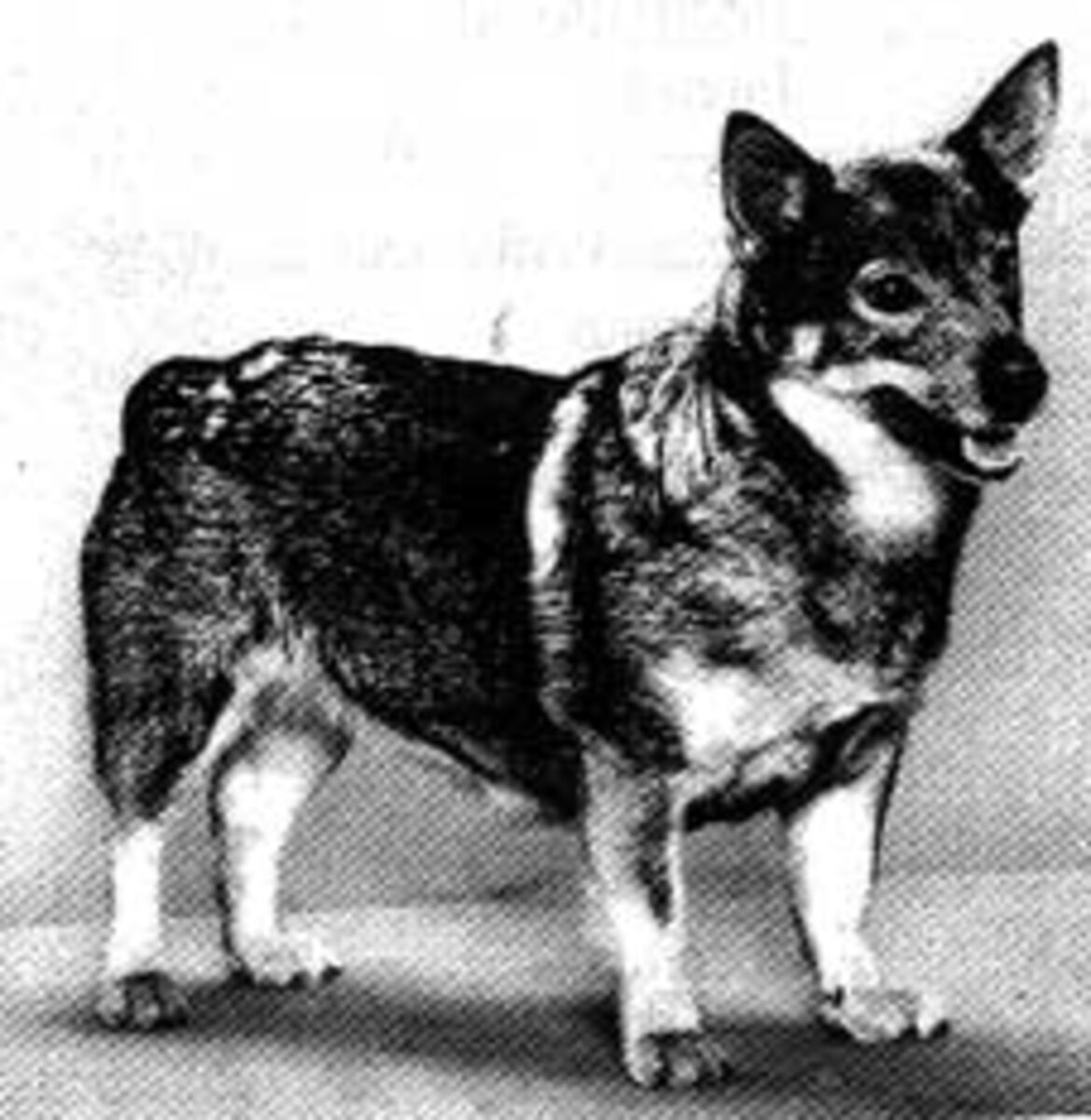 Image of Hallavadets Hilma