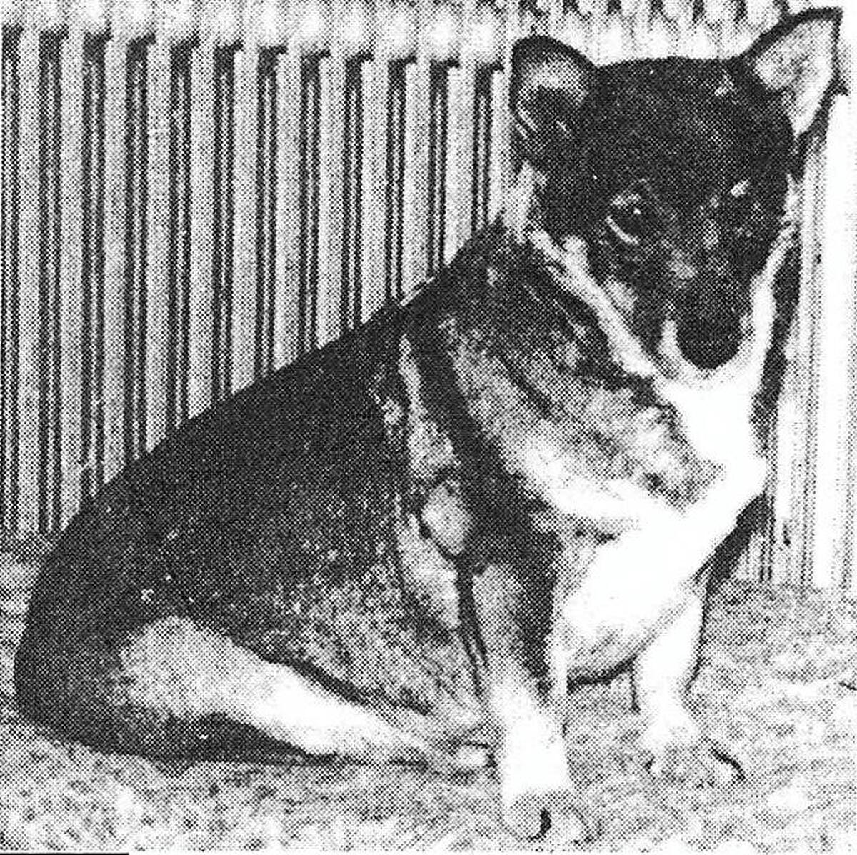 Image of Klinga S7868/49