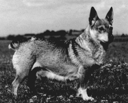 Image of Topsy