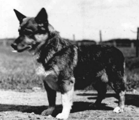 Image of Mopsen