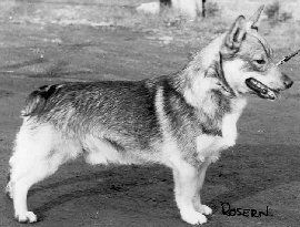 Image of Rosern Forever