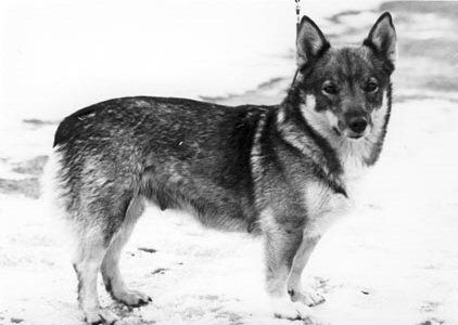 Image of Zentas Mitzi