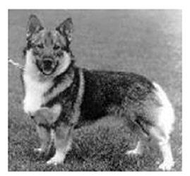 Image of Norsled Foxy
