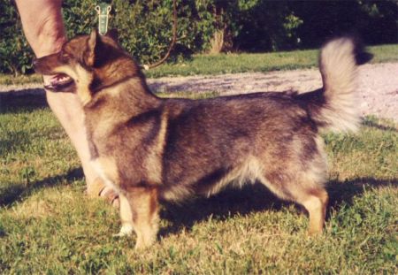 Image of Västertorps Gårds Amanda