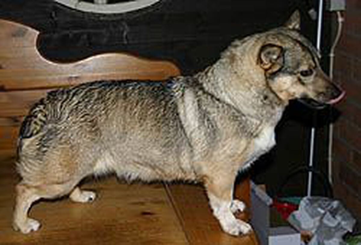 Image of Heds Qyra De Lux