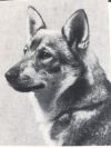 Thumbnail of Norsled Dinkum