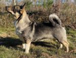 Thumbnail of Skogsbygdens Ödiva Kavat