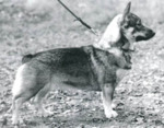 Thumbnail of Boeråsens Bergafrigga