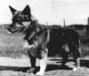 Thumbnail of Mopsen