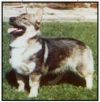 Thumbnail of Norsled Fenella